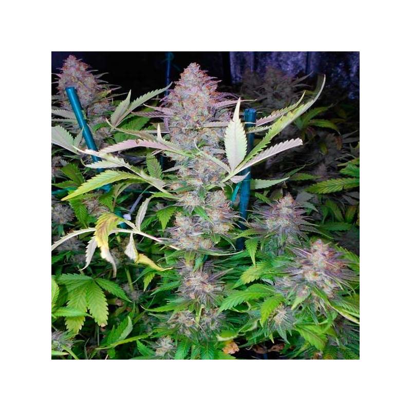 Grapefruit Feminizada de Positronics