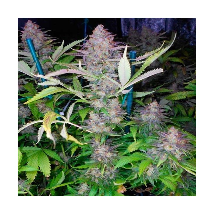 Grapefruit Feminizada de Positronics