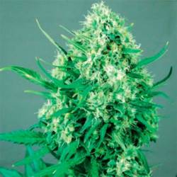 Jack Diesel Feminizada de Positronics