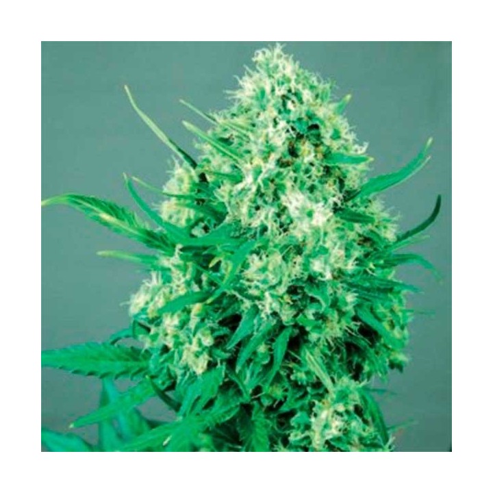 Jack Diesel Feminizada de Positronics