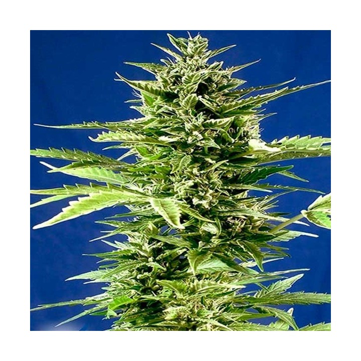 Jack Diesel Express Feminizada de Positronics
