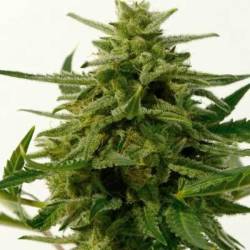 Northern Haze Express Feminizada de Positronics