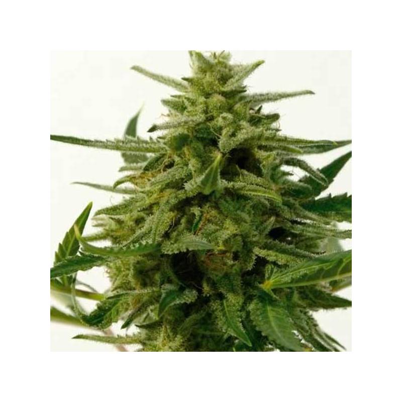 Northern Haze Express Feminizada de Positronics