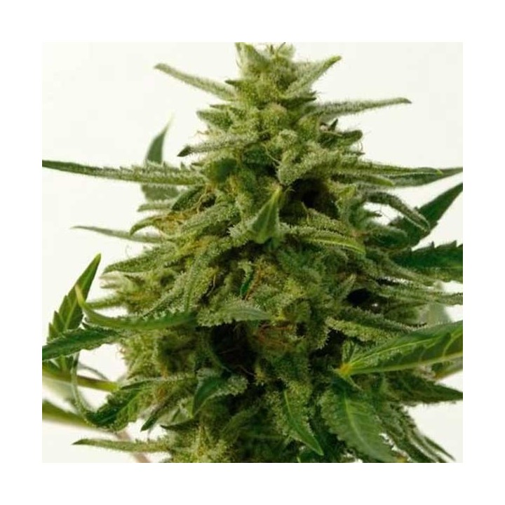 Northern Haze Express Feminizada de Positronics