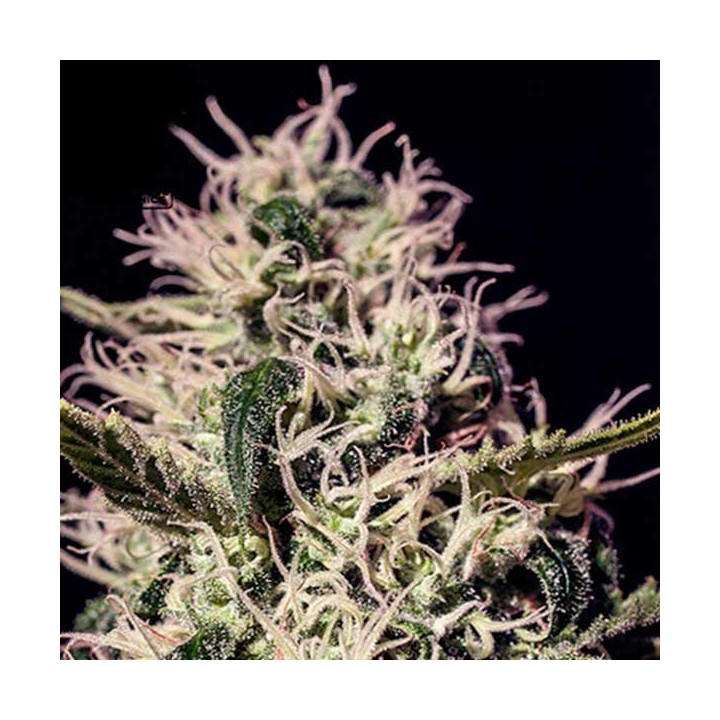 One Love Haze Feminizada de Positronics