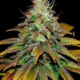 Somango N47 Feminizada de Positronics