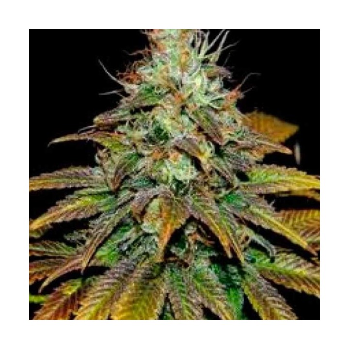 Somango N47 Feminizada de Positronics