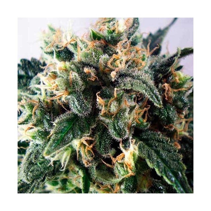 Supercheese Feminizada de Positronics