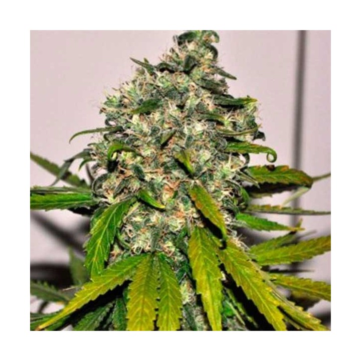 AK-48 Autofloreciente Feminizada de Nirvana