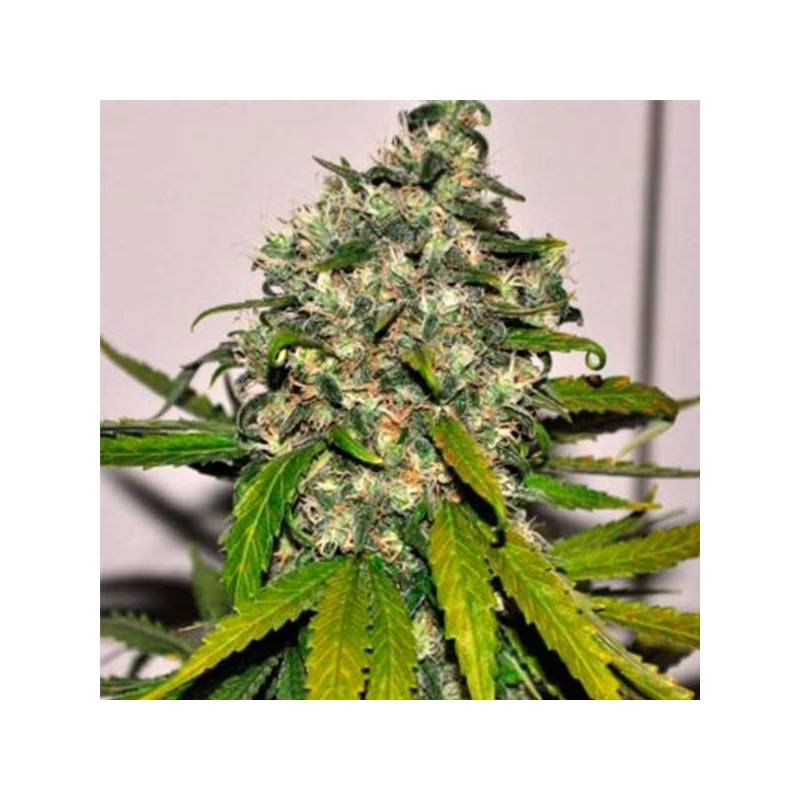 AK-48 Feminizada de Nirvana