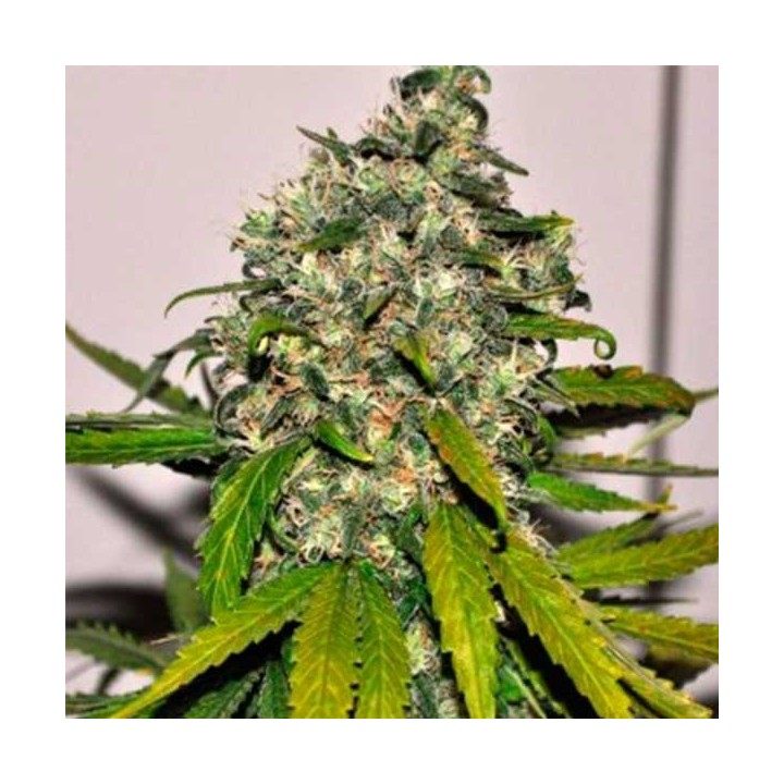 AK-48 Feminizada de Nirvana
