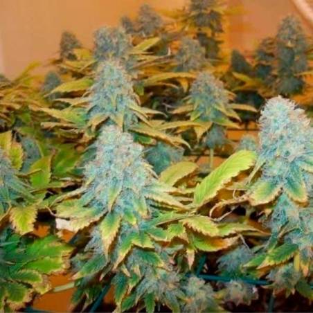 Aurora Indica Aurora Indica