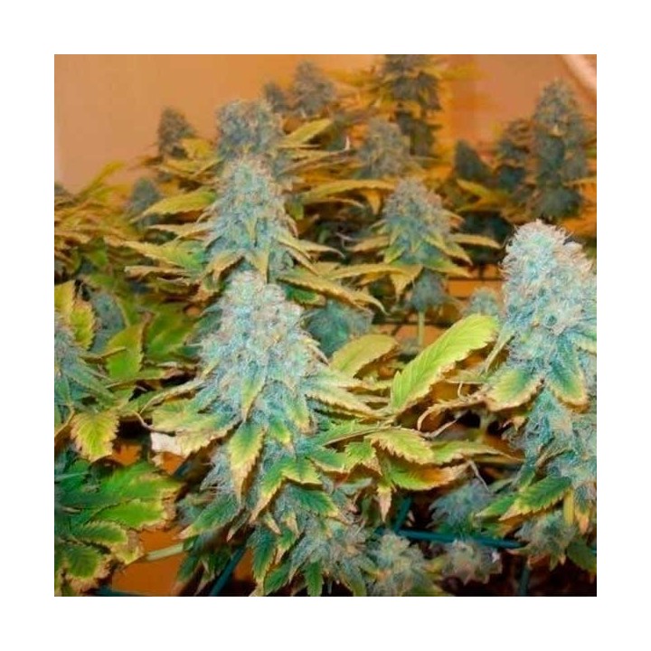 Aurora Indica Feminizada de Nirvana