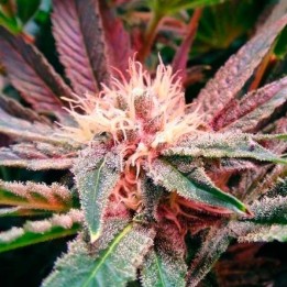 Blue Mystic Autofloreciente Feminizada de Nirvana