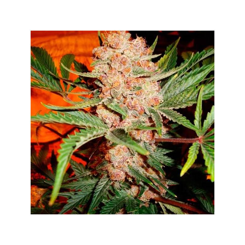 Bubblelicious Autofloreciente Feminizada de Nirvana Bubblelicious Autofloreciente Feminizada de Nirvana