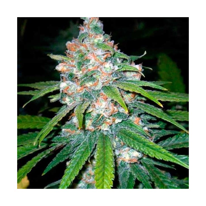 Lemon Og Haze Autofloreciente Feminizada de Nirvana