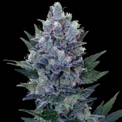 Auto Northern Lights