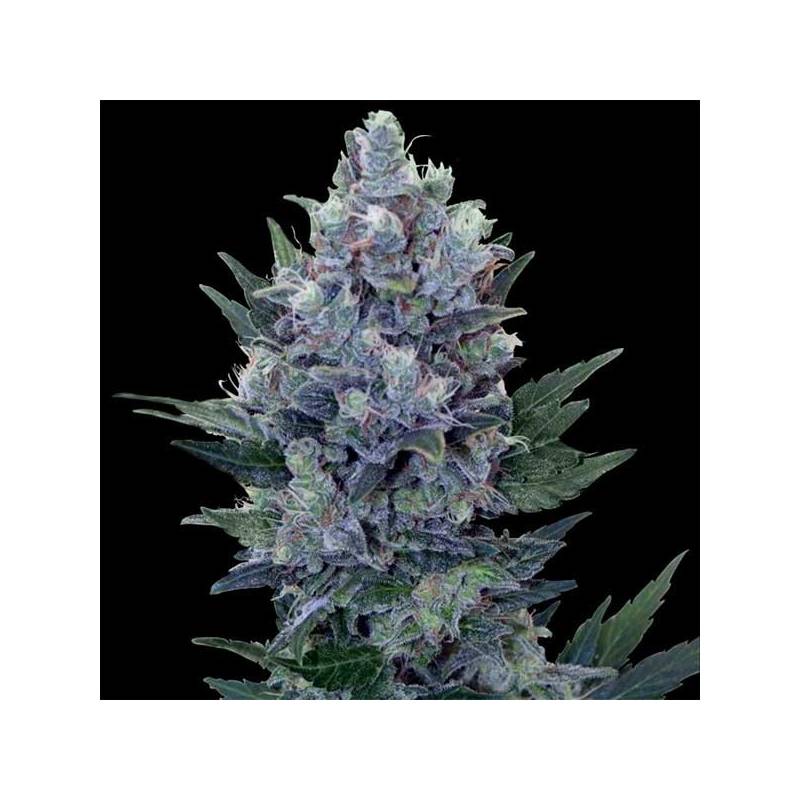 Auto Northern Lights Auto Northern Lights
