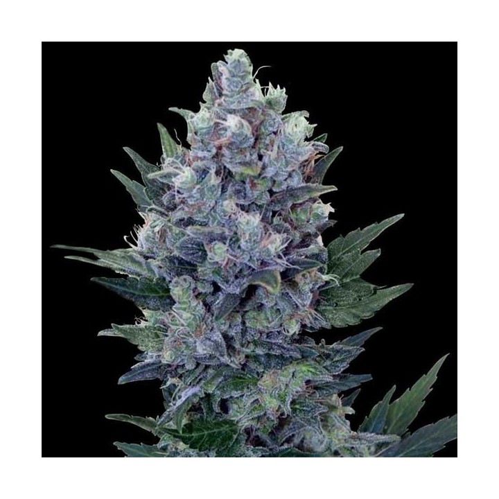 Northern Lights Autofloreciente Feminizada de Nirvana