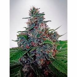 Blue Amnesia Autofloreciente Feminizada de Ministry Seeds