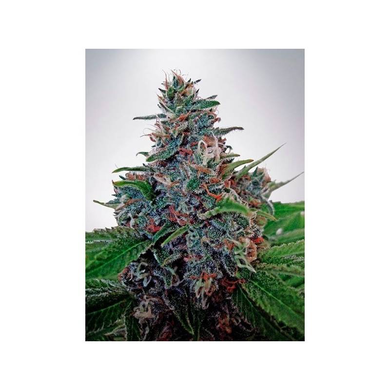 Blue Amnesia Autofloreciente Feminizada de Ministry Seeds