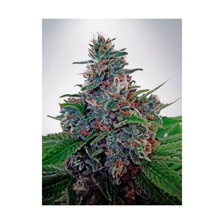 Blue Amnesia Autofloreciente Feminizada de Ministry Seeds