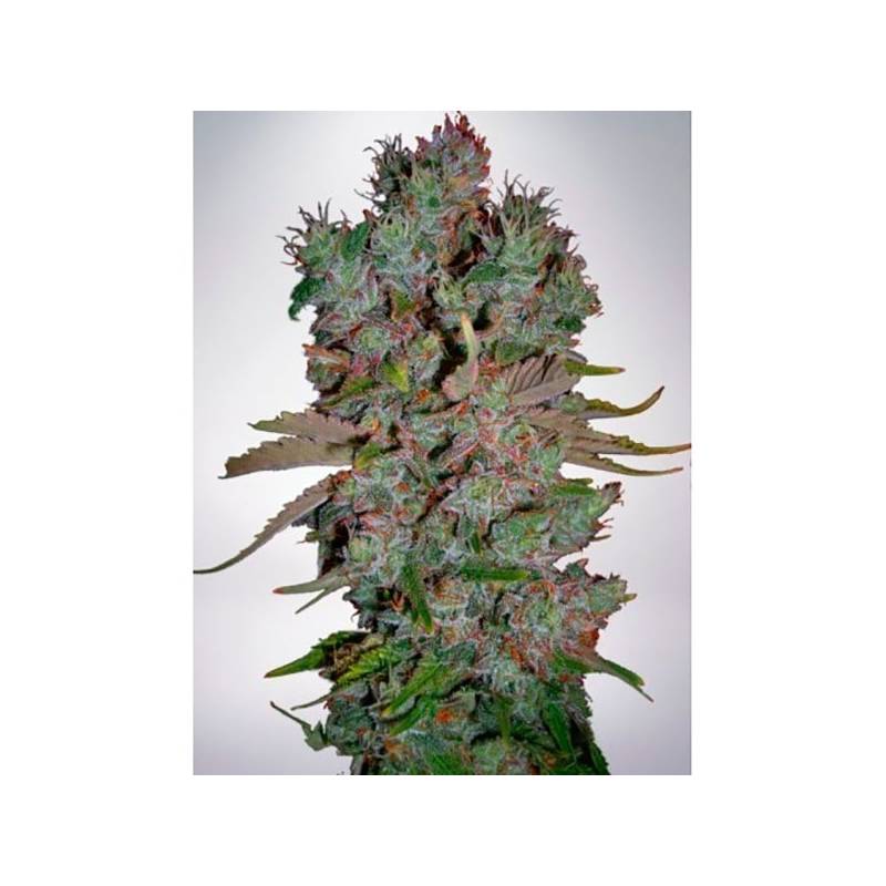 Blueberry Domina Autofloreciente Feminizada de Ministry Seeds