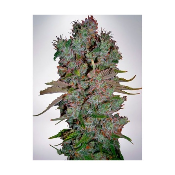 Blueberry Domina Autofloreciente Feminizada de Ministry Seeds