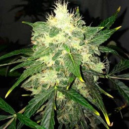 Og Kush Autofloreciente Feminizada de Nirvana