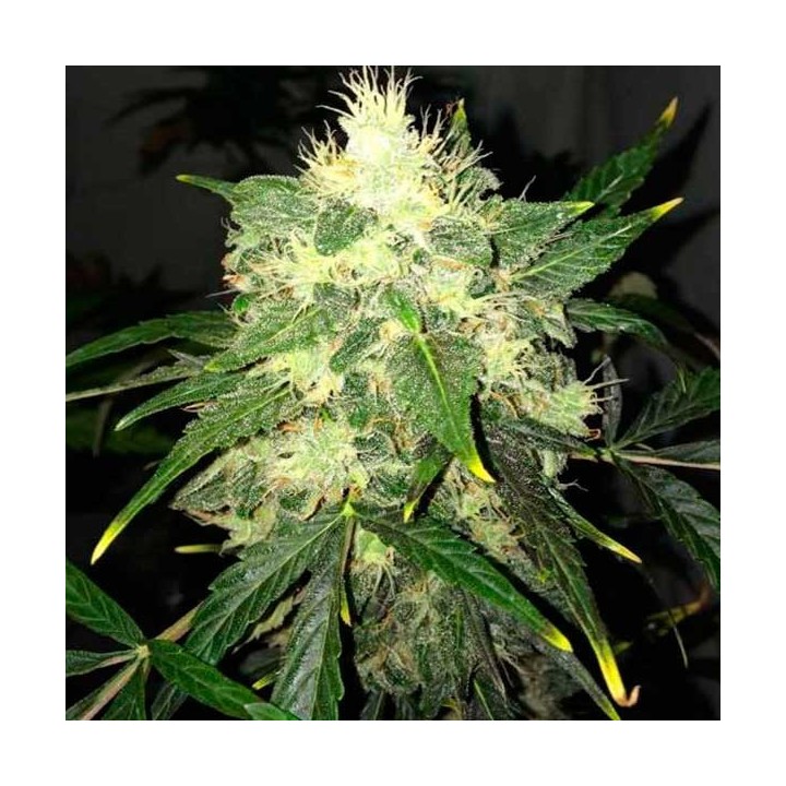 Og Kush Autofloreciente Feminizada de Nirvana
