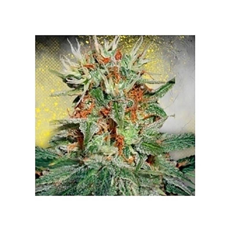 Mary Jane Autofloreciente Feminizada - 2 uds auto-fem