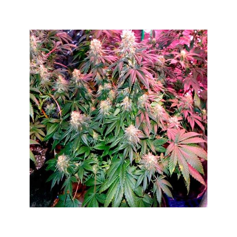 Blackberry Feminizada de Nirvana Blackberry Feminizada de Nirvana
