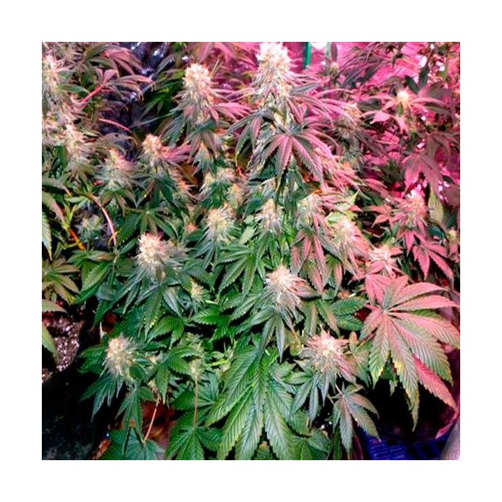 Blackberry Feminizada de Nirvana