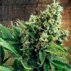 White Widow Autofloreciente Feminizada de Ministry Seeds