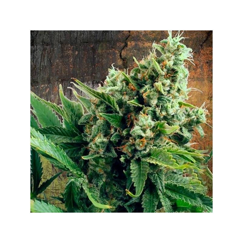 White Widow Autofloreciente Feminizada de Ministry Seeds