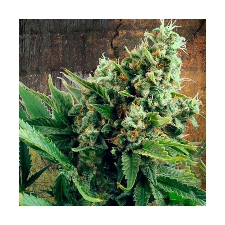 White Widow Autofloreciente Feminizada de Ministry Seeds
