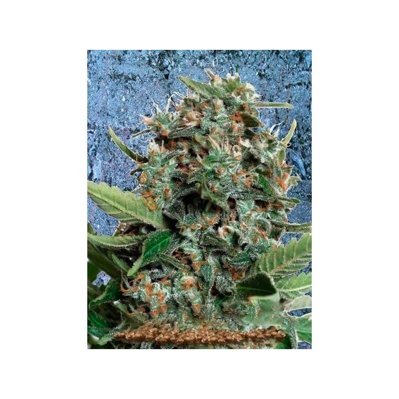 Autopilot XXL Autofloreciente Feminizada de Ministry Seeds Autopilot XXL Autofloreciente Feminizada de Ministry Seeds