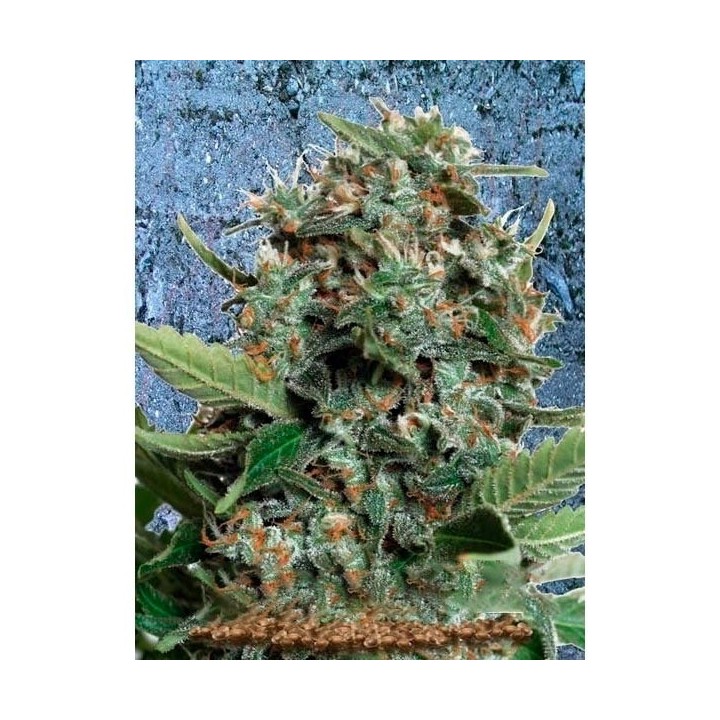 Autopilot XXL Autofloreciente Feminizada de Ministry Seeds