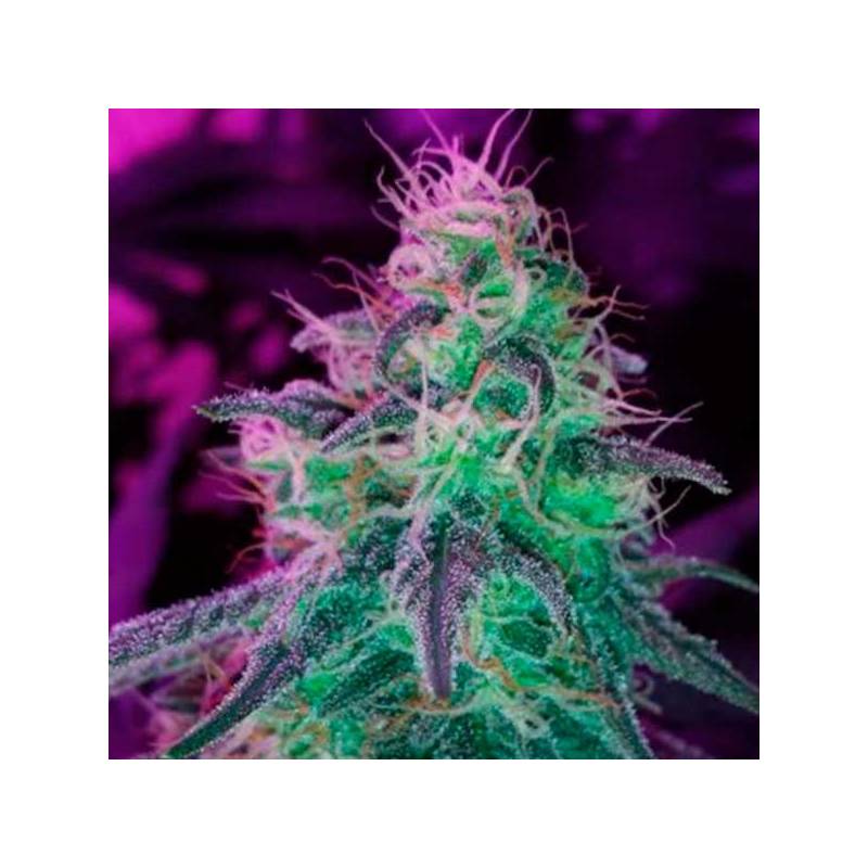 Blackjack Feminizada de Nirvana Blackjack Feminizada de Nirvana