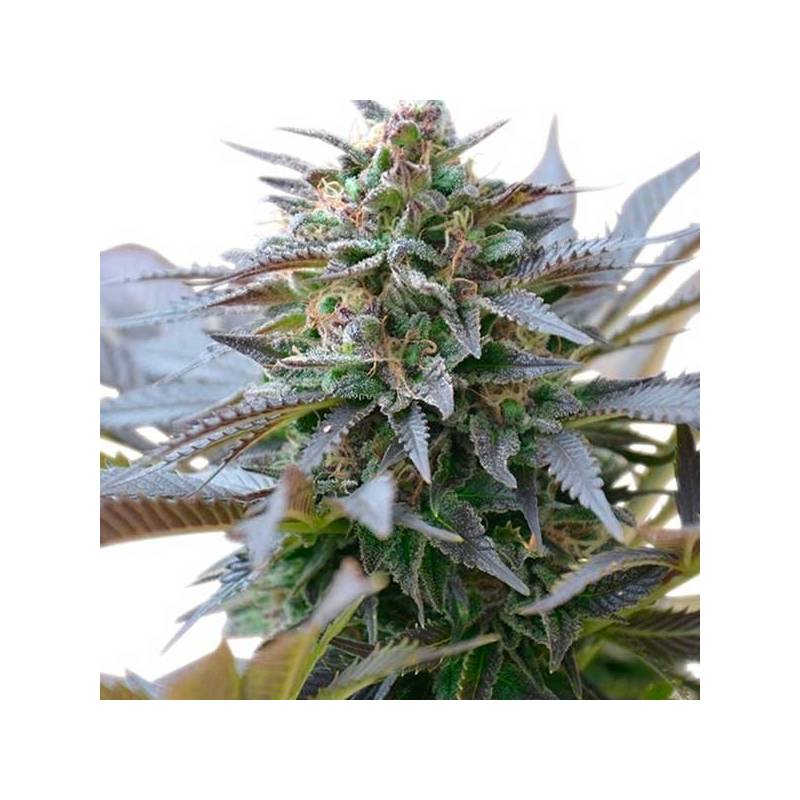 Blue Mystic Regular de Nirvana