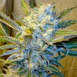 Blue Mystic Feminizada de Royal Queen