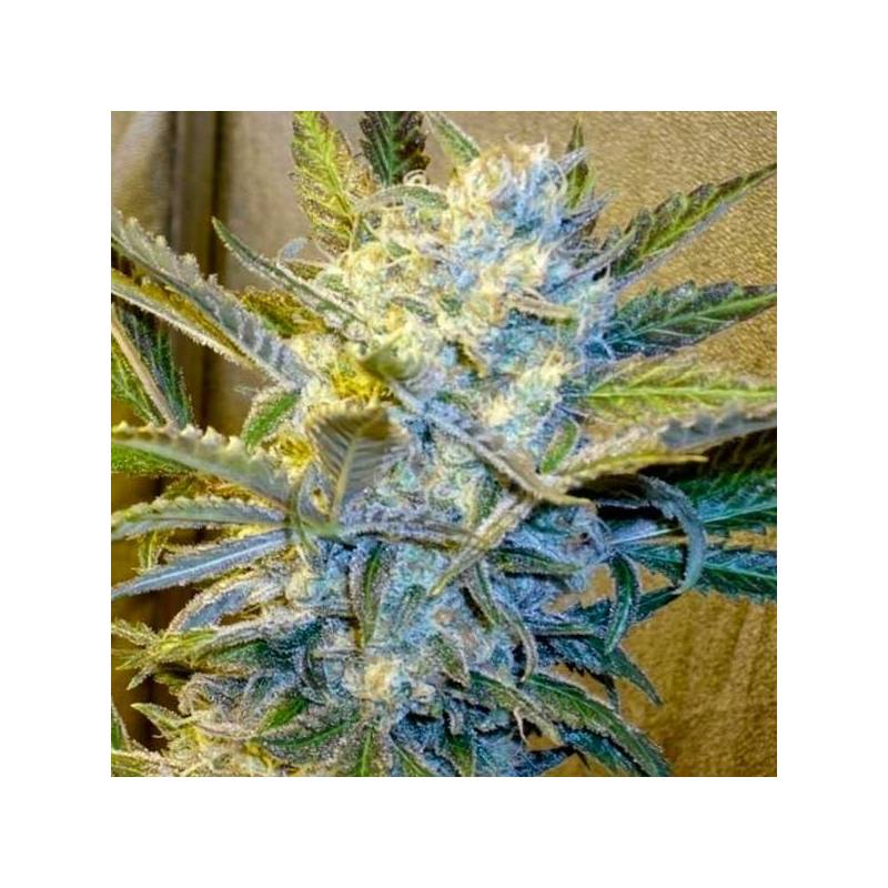 Blue Mystic Feminizada de Royal Queen Blue Mystic Feminizada de Royal Queen