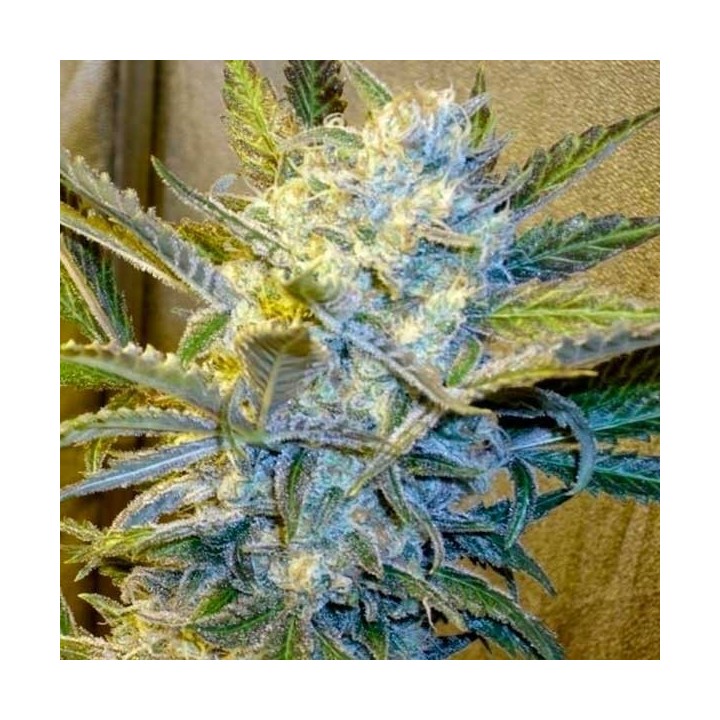Blue Mystic Feminizada de Royal Queen