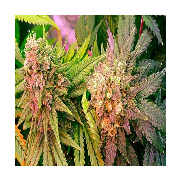 Bubblelicious Feminizada de Nirvana