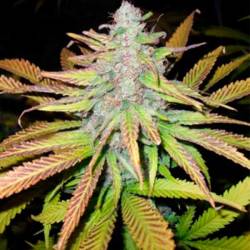 Jock Horror Feminizada de Nirvana