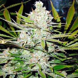 Northern Light Feminizada de Nirvana