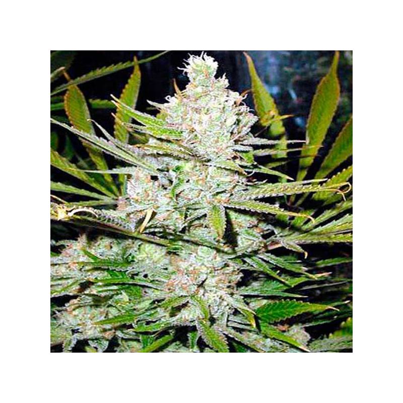 Northern Lights Feminizada de Nirvana