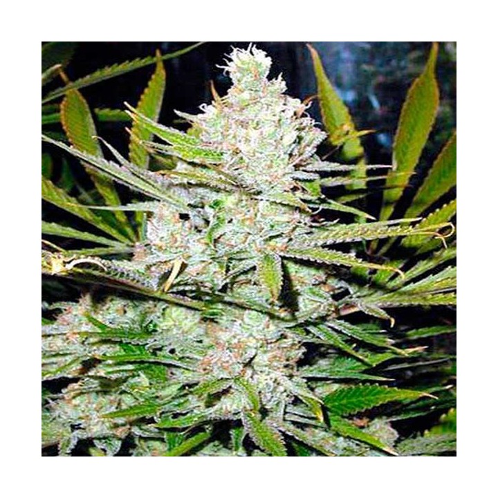 Northern Lights Feminizada de Nirvana