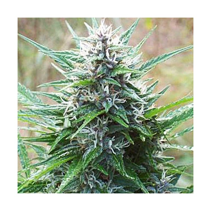 Kaya Gold Feminizada de Nirvana