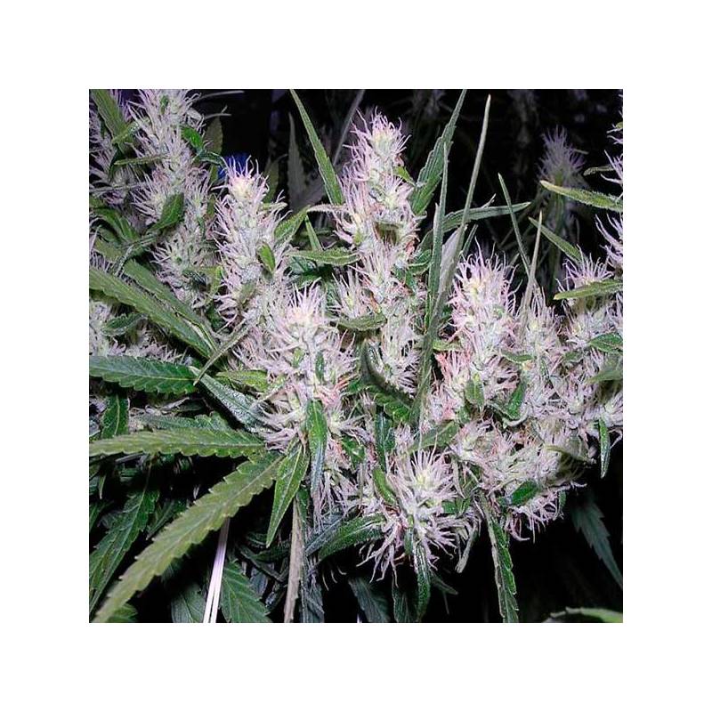 Master Kush Feminizada de Nirvana Master Kush Feminizada de Nirvana